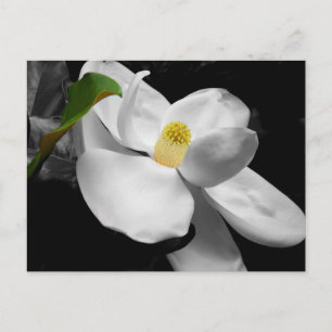 Magnolia Blommar Marknadsföring vykort