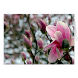 Magnolia Blommar och Buds Hälsningskort