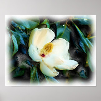 Magnolia Blommar Oljemålning Digital Art Poster