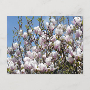 Magnolia Blommar På Vår Postkort Vykort