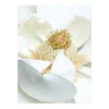 Magnolia blommar