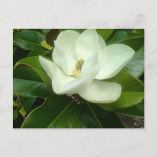 Magnolia blommar Savannah Georgia Vykort