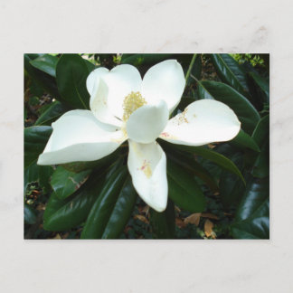 Magnolia Blommar Vykort