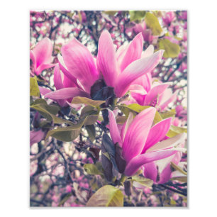 Magnolia Blommars Fototryck