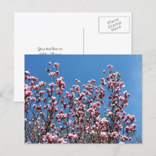 Magnolia Blommor Blå Himmel Personlig Vykort