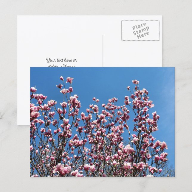 Magnolia Blommor Blå Himmel Personlig Vykort (Fram/baksida)