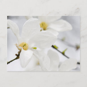 Magnolia-blommor Vykort