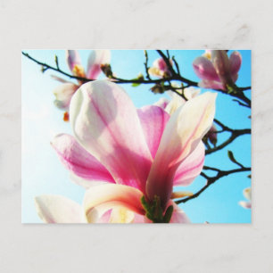 Magnolia-blommor - vykort