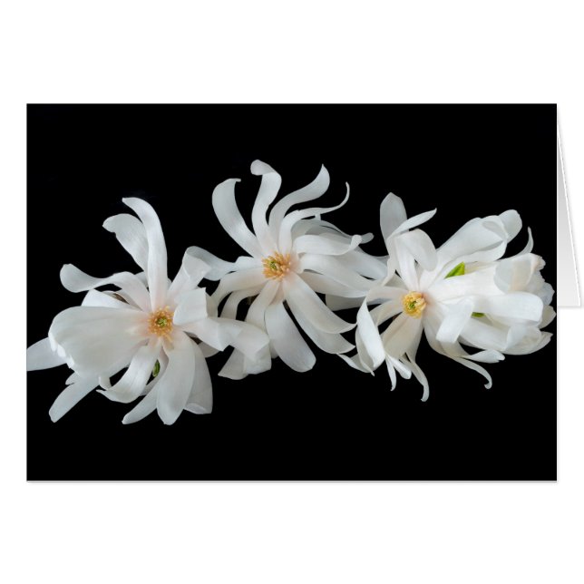 Magnolia Blomster Trio på Svart Hälsningskort (Framsidan Horizontal)