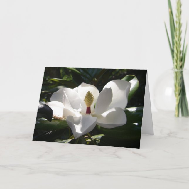 Magnolia-blomsterfotografins hälsningskort kort (Framsida)