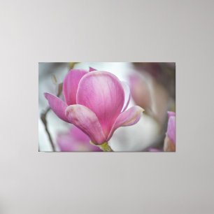 Magnolia Blomträd Canvastryck