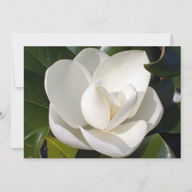 Magnolia Bloom (Framsida)