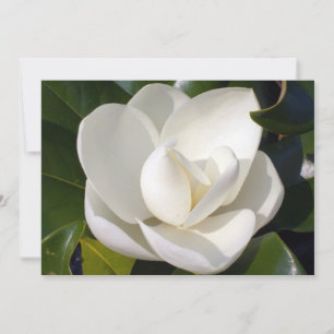 Magnolia Bloom
