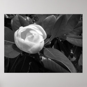 Magnolia Bloom in Black and White Poster