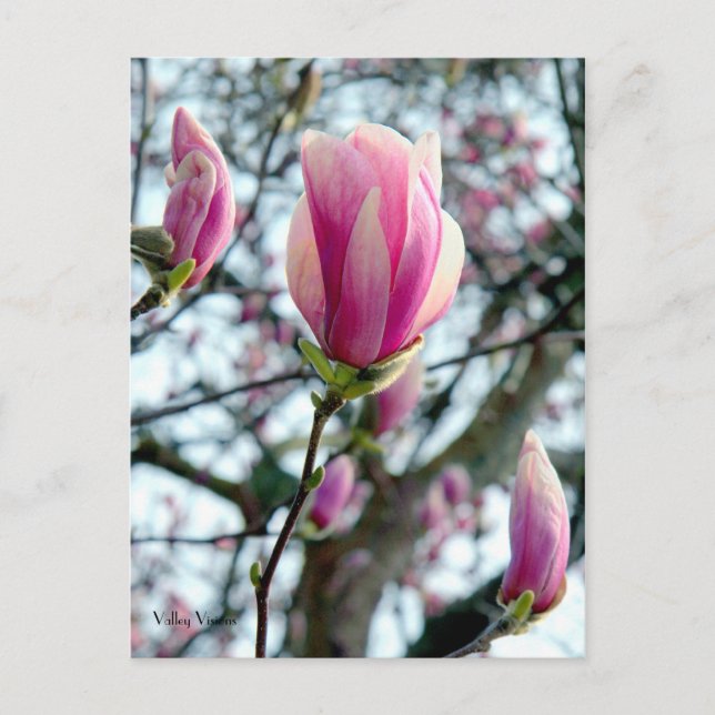 Magnolia Bloom och Buds Vykort (Framsida)