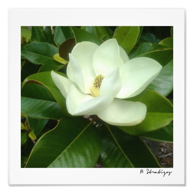 Magnolia Bloom Photo Print Fototryck (Framsidan)