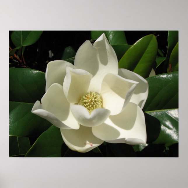 Magnolia Bloom Poster (Framsidan)