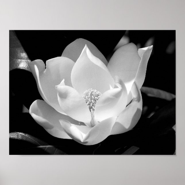 Magnolia Bloom Poster (Framsidan)