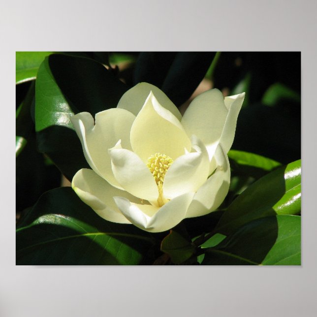 Magnolia Bloom Poster (Framsidan)