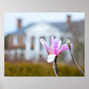 Magnolia Bloom vid Boone Hall, South Carolina Poster