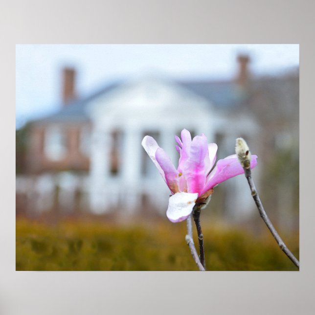 Magnolia Bloom vid Boone Hall, South Carolina Poster (Framsidan)