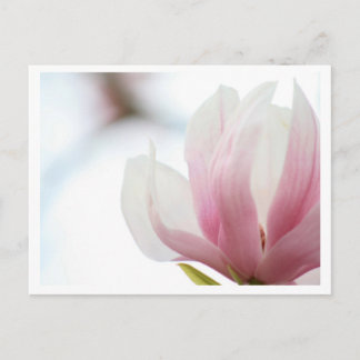 Magnolia Bloom Vykort