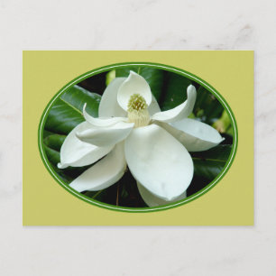 Magnolia Bloom vykort 2