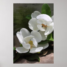Magnolia Blooms Poster -24x36 -andra storlekar ock