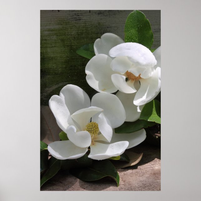 Magnolia Blooms Poster -24x36 -andra storlekar ock (Framsidan)