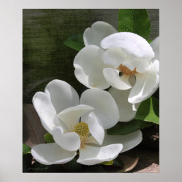 Magnolia Blooms Skriv ut -20 x 24 -andra storlekar Poster