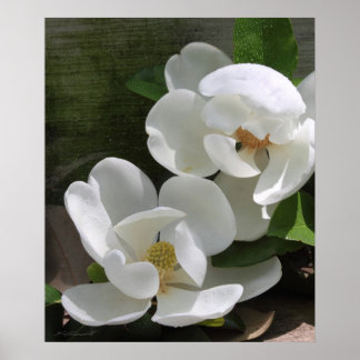 Magnolia Blooms Skriv ut -20 x 24 -andra storlekar Poster