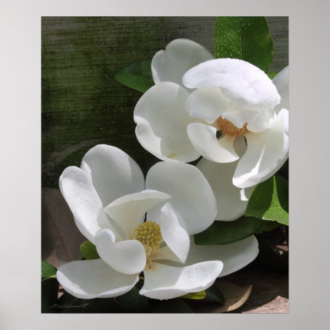 Magnolia Blooms Skriv ut -20 x 24 -andra storlekar Poster (Framsidan)