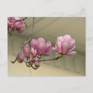 Magnolia Blooms Vykort