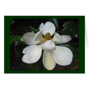 Magnolia Blossom.jpg Hälsningskort