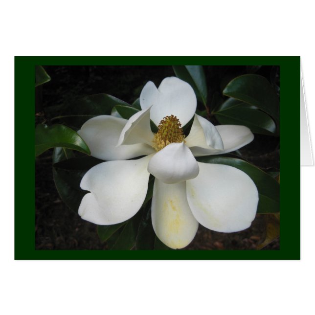 Magnolia Blossom.jpg Hälsningskort (Framsidan Horizontal)