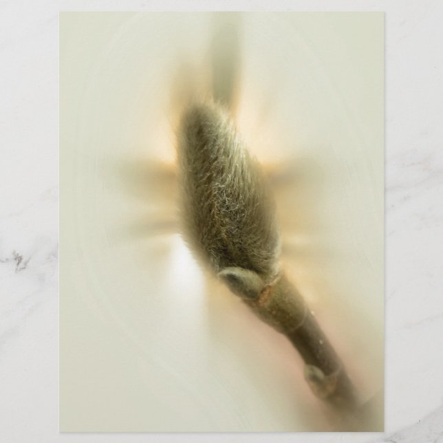 Magnolia-bud (Framsida)