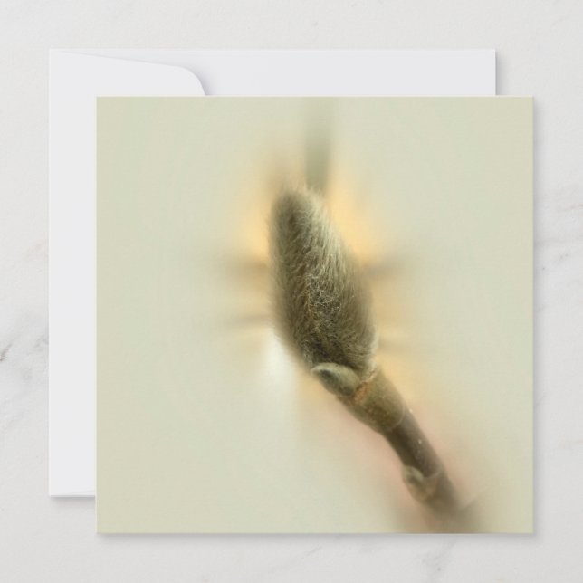 Magnolia-bud (Framsida)