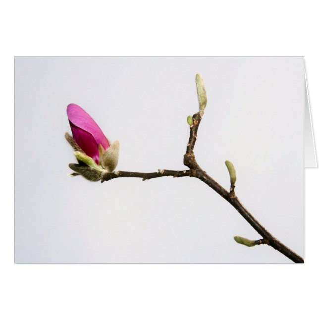 "Magnolia bud" av Larry Coressel Hälsningskort (Framsidan Horizontal)