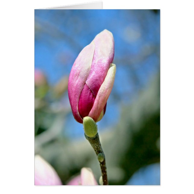 Magnolia Bud Hälsningskort (Framsidan)