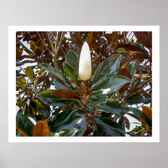 Magnolia Bud Poster (Framsidan)