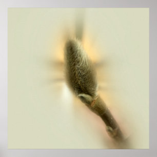 Magnolia-bud Poster