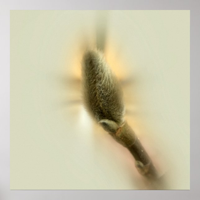 Magnolia-bud Poster (Framsidan)