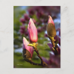 Magnolia Buds Vykort