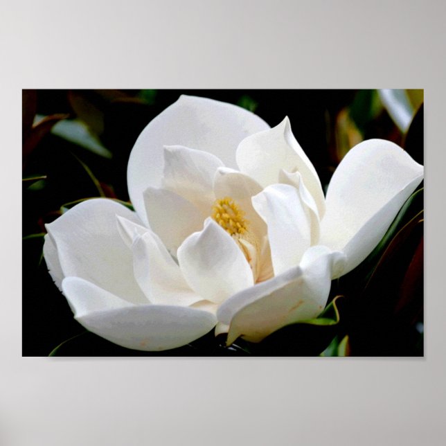 Magnolia Bull Bay Poster (Framsidan)