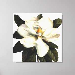 Magnolia Canvastryck