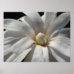Magnolia Centennial Bloom Poster