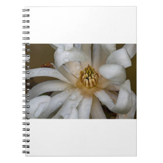 Magnolia étoalé anteckningsbok