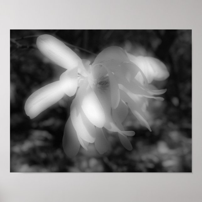 Magnolia Flower Black and White High Contrast Poster (Framsidan)