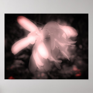 Magnolia Flower Black and White High Contrast Poster