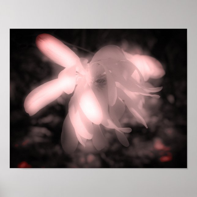 Magnolia Flower Black and White High Contrast Poster (Framsidan)
